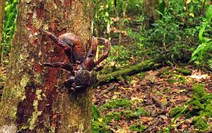 Coconut crab climbing a tree, Lifou
