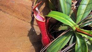 Nepenthes vieillardii 36