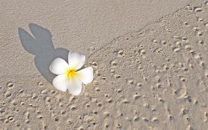 frangipani on sand