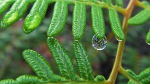fern_drop.jpg fern with raindrops