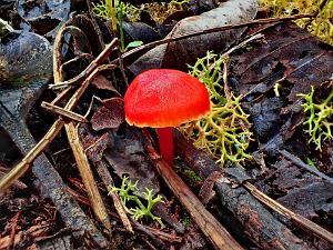 fungus-red.jpg