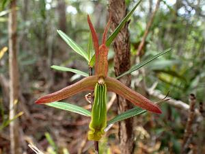 Dendrobium_verruciferum6.jpg