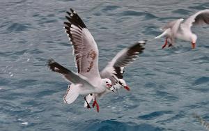 Sea Gull Larus novaehollandiae forsteri