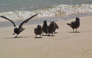 Noddy Turns on Kouare Beach