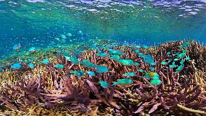 Chromis viridis forming a plankton net over a coral reef, an example of symbiosis. Chromis viridis forming a plankton net over a coral reef, an example of symbiosis. The fish hover over the reef catching plankton and their droppings fertilize...