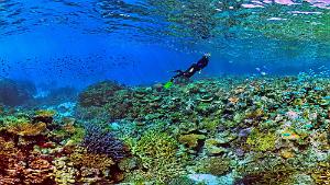 Coral Reef Scenic Ilot Kouare, New Caledonia Coral Reef Underwater seascape Ilot Kouare New Caledonia